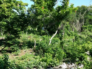 Land For Sale in Jackson Heights, St. Ann, Jamaica