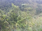 Residential lot For Sale in Above Rocks, St. Catherine Jamaica | [1]