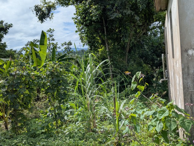 Residential lot For Sale in Islington, St. Mary Jamaica | [4]