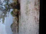 Residential lot For Sale in pedrto crossTreasure Beach, St. Elizabeth Jamaica | [3]