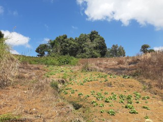 Land For Sale in James Hill, Clarendon Jamaica | [11]