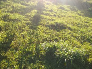 Land For Sale in New Works, Westmoreland Jamaica | [1]