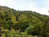 Commercial/farm land For Sale in Bamboo, St. Ann Jamaica | [2]