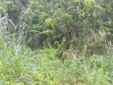 Residential lot For Sale in Above Rocks, St. Catherine Jamaica | [3]