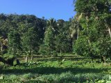 Commercial/farm land For Sale in Nonsuch, Portland Jamaica | [3]