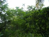 Residential lot For Sale in Moneague, St. Ann Jamaica | [6]