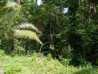Land For Sale in Lime Hall, St. Ann Jamaica | [2]
