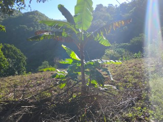Land For Sale in Charlton Ave, Manchester Jamaica | [1]