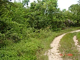 Residential lot For Sale in over 4 acres Mango Valley, St. Mary Jamaica | [1]