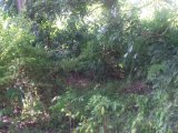 Residential lot For Sale in Negril UNDER OFFER, Westmoreland Jamaica | [7]