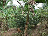 Commercial/farm land For Sale in Golden Spring, Kingston / St. Andrew Jamaica | [6]