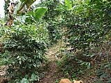 Commercial/farm land For Sale in Golden Spring, Kingston / St. Andrew Jamaica | [5]