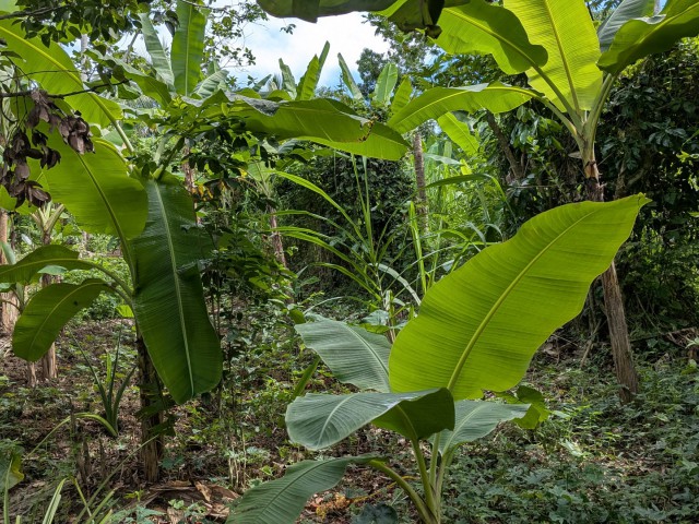 Residential lot For Sale in Islington, St. Mary Jamaica | [6]