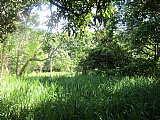 Commercial/farm land For Sale in Malvern, St. Elizabeth Jamaica | [2]