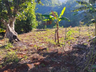Land For Sale in Charlton Ave, Manchester Jamaica | [5]