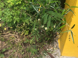 Land For Sale in BUCKNOR, Clarendon Jamaica | [3]