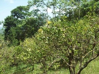 Commercial/farm land For Sale in Bog walk, St. Catherine Jamaica | [9]