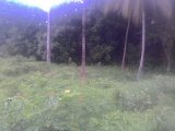Commercial/farm land For Sale in Black hill, Portland Jamaica | [7]