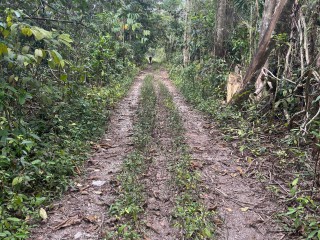 Commercial/farm land For Sale in Belvedere Chester Castle, Hanover Jamaica | [7]