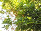House For Sale in Ironshore, St. James Jamaica | [10]
