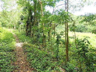 Land For Sale in Petersville, Westmoreland Jamaica | [9]