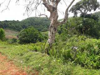 Residential lot For Sale in Lumsden, St. Ann Jamaica | [8]