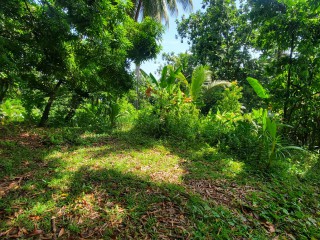 Commercial/farm land For Sale in Black hill, Portland Jamaica | [2]
