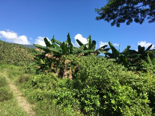 Commercial/farm land For Sale in Bath, St. Thomas Jamaica | [2]