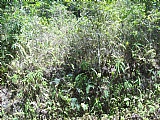 Commercial/farm land For Sale in Sligoville, St. Catherine Jamaica | [1]