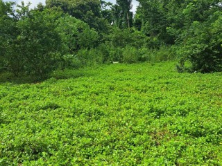 Land For Sale – Grange Hill, Portland, Jamaica