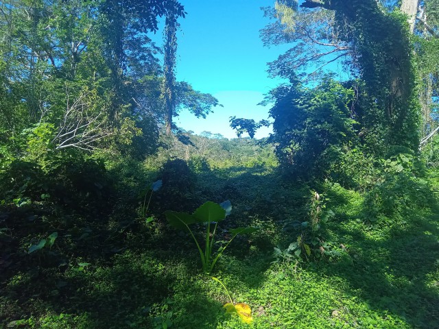 Commercial/farm land For Sale in Rock River, Clarendon Jamaica | [11]