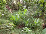 Residential lot For Sale in Riversdale, St. Catherine Jamaica | [6]