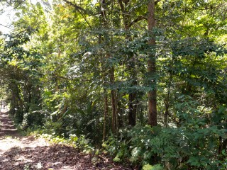 Land For Sale in Lime Hall, St. Ann Jamaica | [5]
