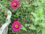  For Sale in Morgans Valley, Clarendon Jamaica | [8]
