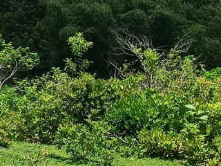 Land For Rent in Allepo, St. Mary Jamaica | [3]