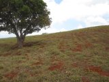 Residential lot For Sale in Malvern, St. Elizabeth Jamaica | [7]