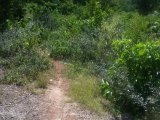 Residential lot For Sale in Negril UNDER OFFER, Westmoreland Jamaica | [9]