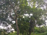 Residential lot For Sale in Cedar Grove Gardens, Manchester Jamaica | [3]