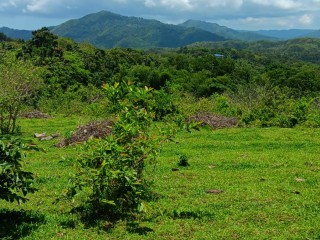 Land For Rent in Allepo, St. Mary Jamaica | [1]