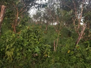 Land For Sale – Oxford District, St. Elizabeth, Jamaica