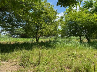 Residential lot For Sale in Bushy Park, St. Catherine, Jamaica