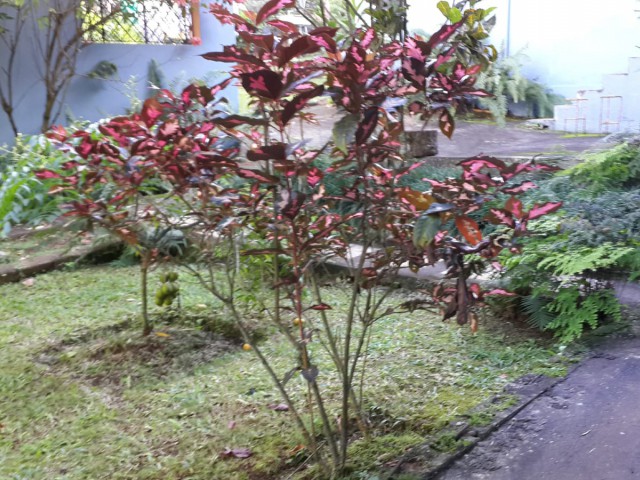 Flat For Rent in Stony Hill, Kingston / St. Andrew Jamaica | [8]