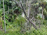 Residential lot For Sale in Negril, Westmoreland Jamaica | [2]