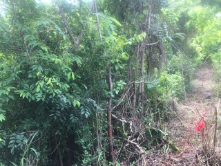 Residential lot For Sale in 10 acres Bannister Old Harbour, St. Catherine Jamaica | [4]