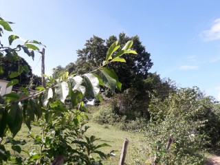 Residential lot For Sale in BlackRiver, St. Elizabeth Jamaica | [2]