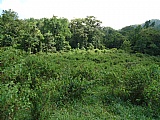 Commercial/farm land For Sale in Copse MtCeder Grove, Westmoreland Jamaica | [3]