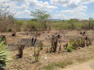 Residential lot For Sale in Palmers Cross PA, Clarendon Jamaica | [5]