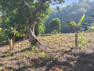 Land For Sale in Charlton Ave, Manchester Jamaica | [9]
