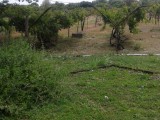 Commercial/farm land For Sale in Yallas, St. Thomas Jamaica | [2]