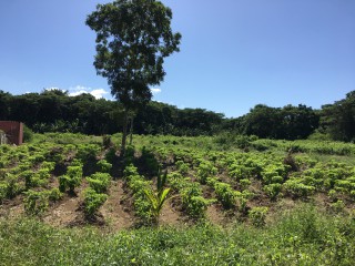 Commercial/farm land For Sale in Bath, St. Thomas, Jamaica